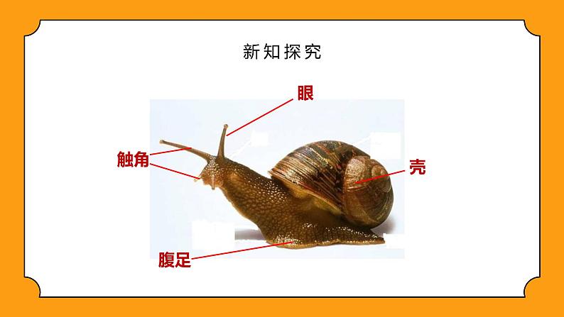 教科版一年级下册科学课件（观察一种动物）07