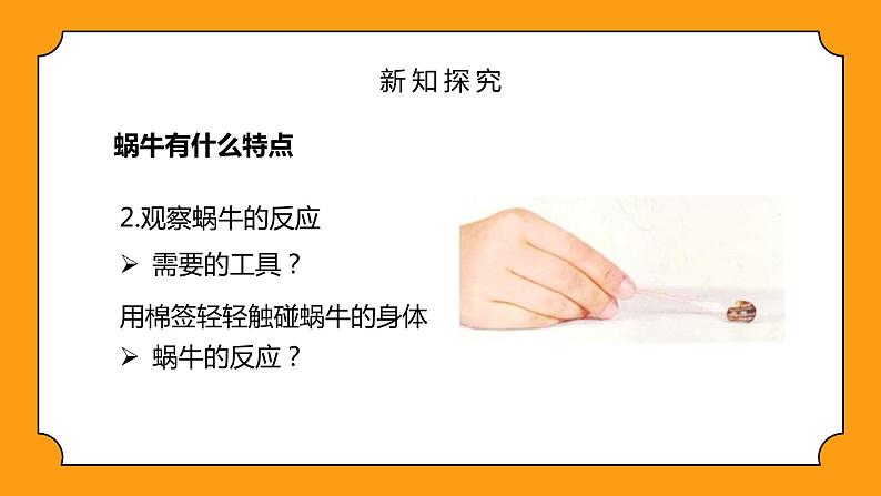 教科版一年级下册科学课件（观察一种动物）08