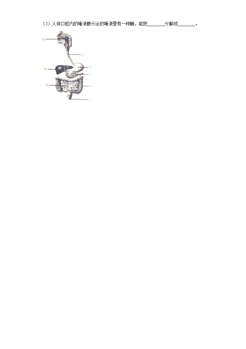 青岛版六三制三下科学第六单元达标测试题消化与呼吸（含解析答案）第3页
