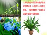 大象版科学五年级下册4.3《植物的食物》 课件