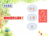 大象版科学五年级下册4.3《植物的食物》 课件