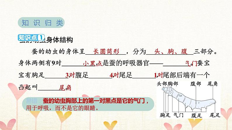 教科版三年级科学下册第2单元第3课时蚕长大了习题课件03