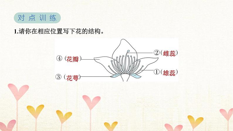 教科版四年级科学下册第1单元第5课时凤仙花开花了习题课件05