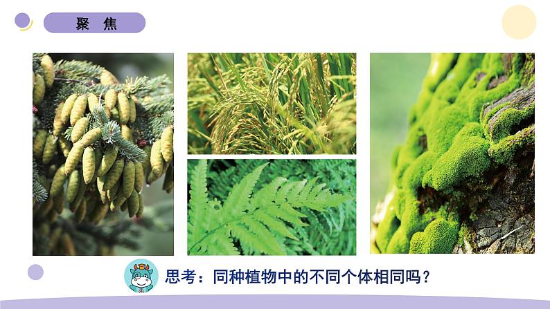 教科版科学六年级下册第二 单元课件教案(3.形形色色的植物)02