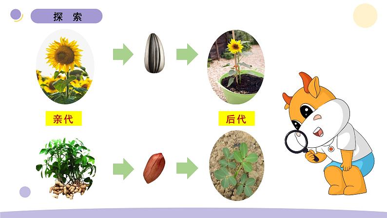 教科版科学六年级下册第二 单元课件教案(3.形形色色的植物)03