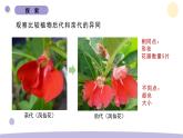 教科版科学六年级下册第二 单元课件教案(3.形形色色的植物)
