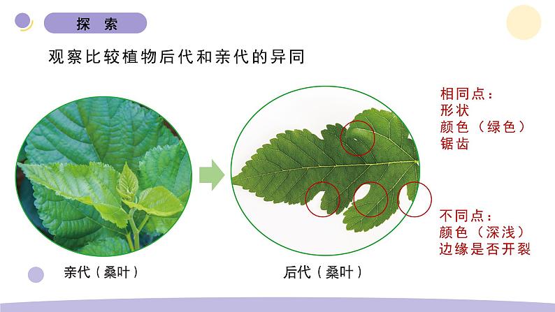 教科版科学六年级下册第二 单元课件教案(3.形形色色的植物)06