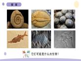 教科版科学六年级下册第二单元课件教案(6.古代生物的多样性）