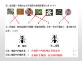 苏教版小学科学四年级下册第三单元【昆虫】检测题答案课件PPT