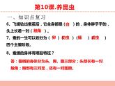 苏教版小学科学四年级下册第三单元【昆虫】复习课件