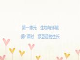 教科版五年级科学下册第1单元第3课时绿豆苗的生长习题课件