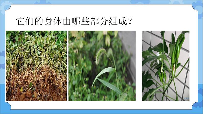 4.1植物的身体-湘科版科学三年级下册同步课件03