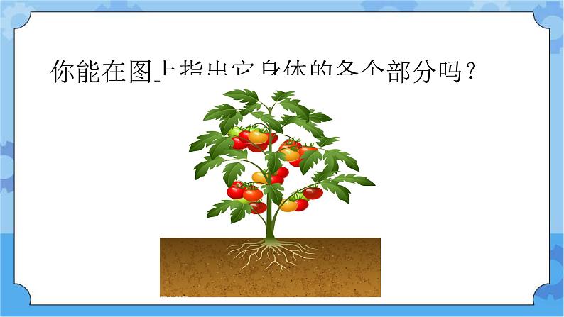 4.1植物的身体-湘科版科学三年级下册同步课件04