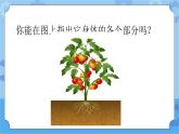 4.1植物的身体-湘科版科学三年级下册同步课件