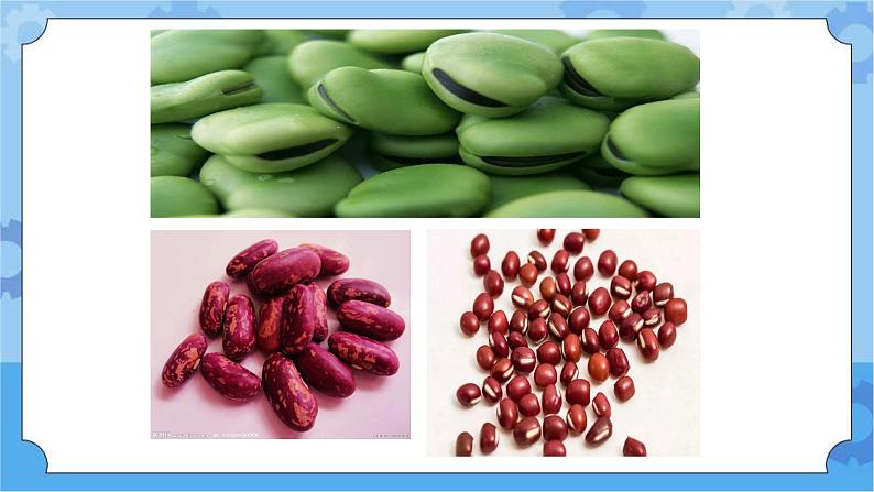 5.1种子萌发 课件+素材-湘科版科学三年级下册同步课件06