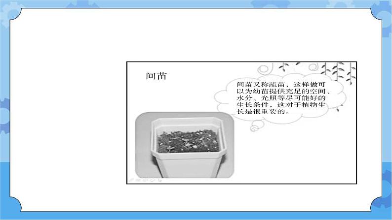 5.2小苗快长-湘科版科学三年级下册同步课件04