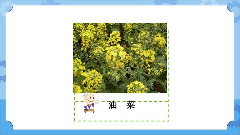 5.3开花结果-湘科版科学三年级下册同步课件02