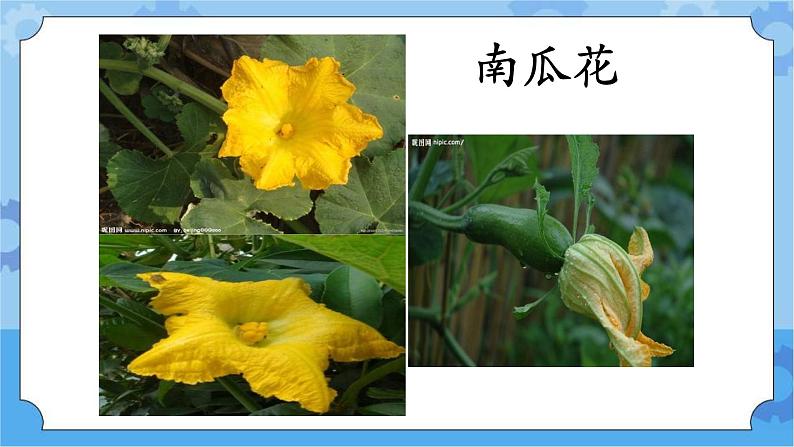 5.3开花结果-湘科版科学三年级下册同步课件04