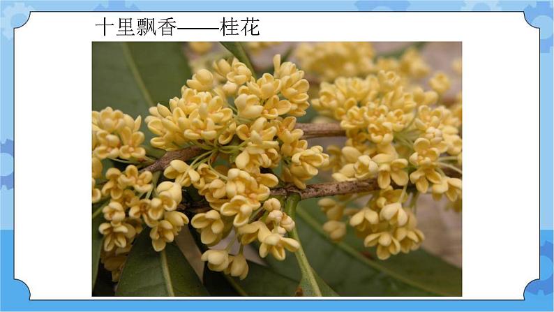 5.3开花结果-湘科版科学三年级下册同步课件05