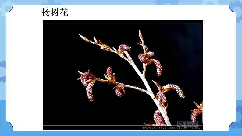 5.3开花结果-湘科版科学三年级下册同步课件06