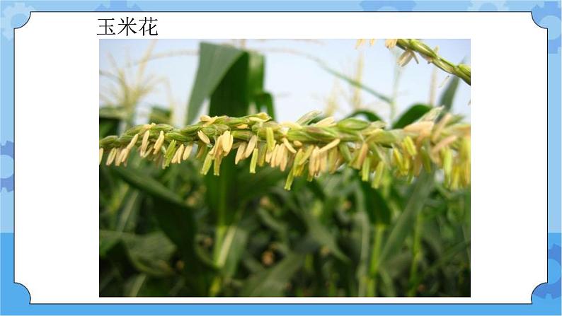 5.3开花结果-湘科版科学三年级下册同步课件08