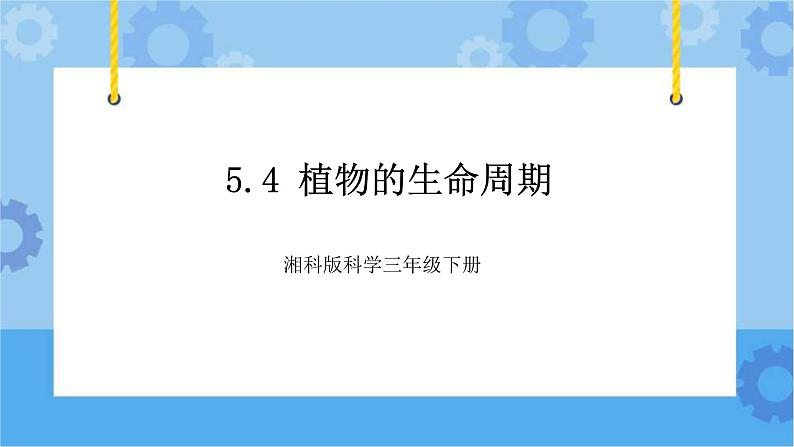 5.4植物的生命周期-湘科版科学三年级下册同步课件01