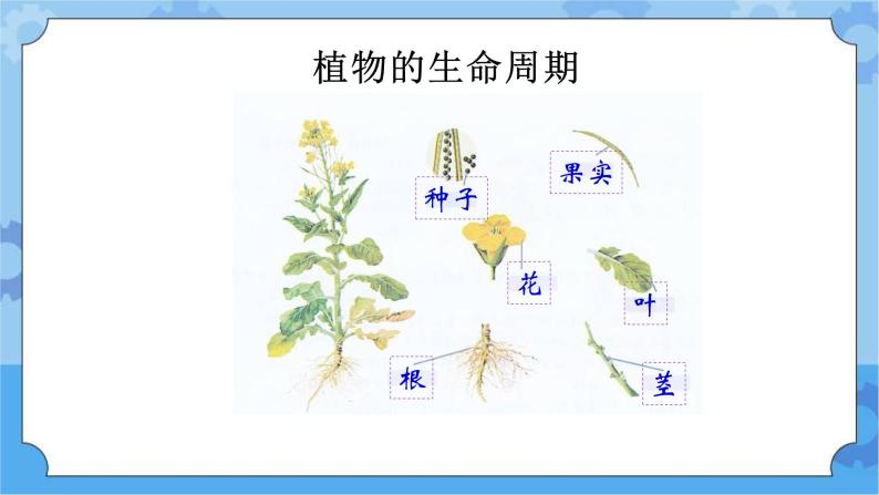 5.4植物的生命周期-湘科版科学三年级下册同步课件02
