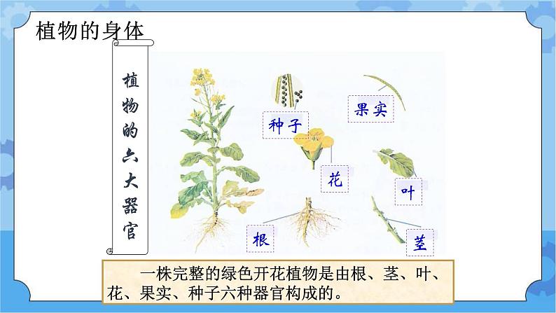 5.4植物的生命周期-湘科版科学三年级下册同步课件03