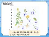 5.4植物的生命周期-湘科版科学三年级下册同步课件