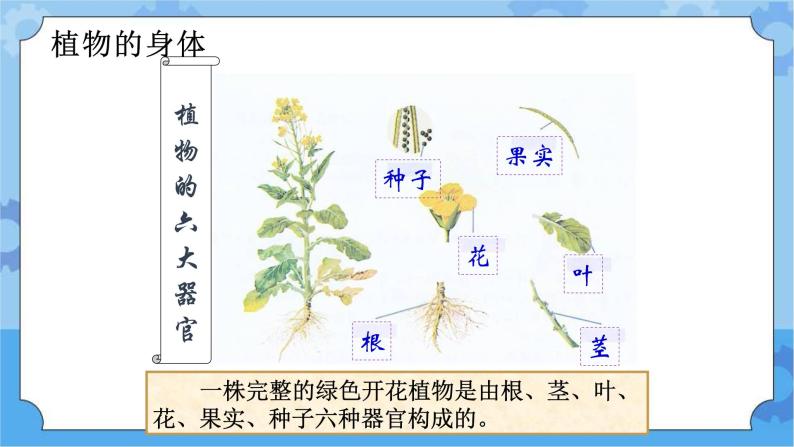5.4植物的生命周期-湘科版科学三年级下册同步课件03