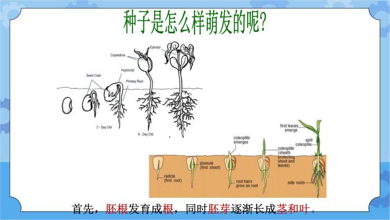 5.4植物的生命周期-湘科版科学三年级下册同步课件04
