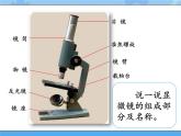 2·洋葱表皮的秘密_湘科版（2017）科学五年级下册教学课件