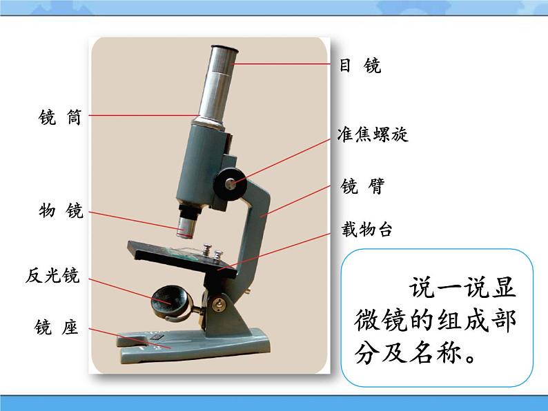 2·洋葱表皮的秘密_湘科版（2017）科学五年级下册教学课件02