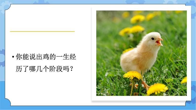 湘科版（2017） 四年级下册2.5生生不息的动物（课件+视频引导）02