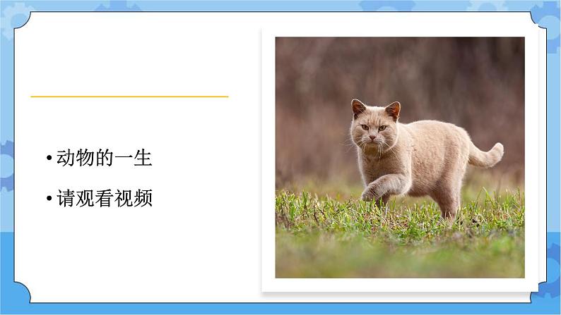 湘科版（2017） 四年级下册2.5生生不息的动物（课件+视频引导）03
