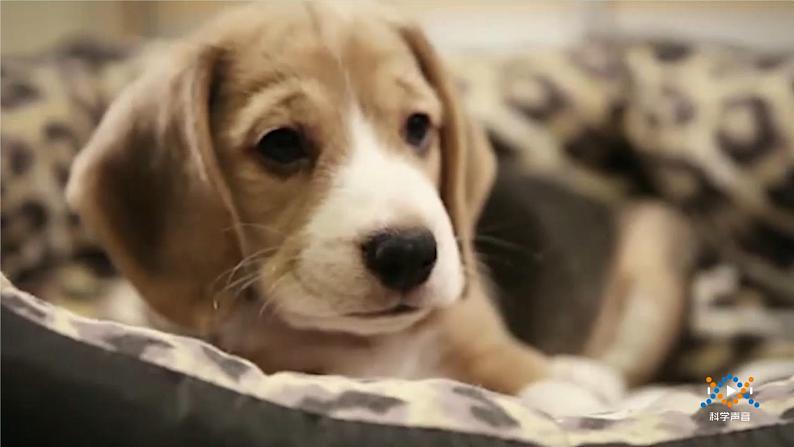 湘科版（2017） 四年级下册2.5生生不息的动物（课件+视频引导）04