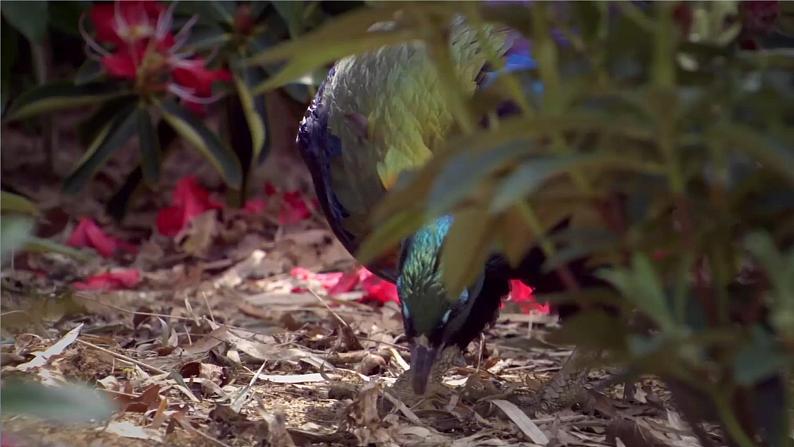 湘科版（2017） 四年级下册3.4人类对生物的影响（课件+视频引导 ）04