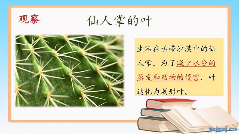 《奇妙的植物》（课件）四年级下册科学大象版05