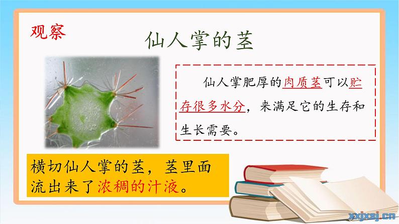 《奇妙的植物》（课件）四年级下册科学大象版06