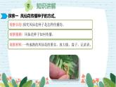 四年级科学下册第一单元7.《种子的传播》课件 教科版 - 副本 - 副本
