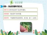 四年级科学下册第一单元7.《种子的传播》课件 教科版 - 副本 - 副本.pptx  -  已修复