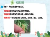 四年级科学下册第一单元7.《种子的传播》课件 教科版 - 副本