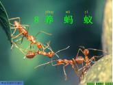苏教版科学二年级下册 8.养蚂蚁 课件