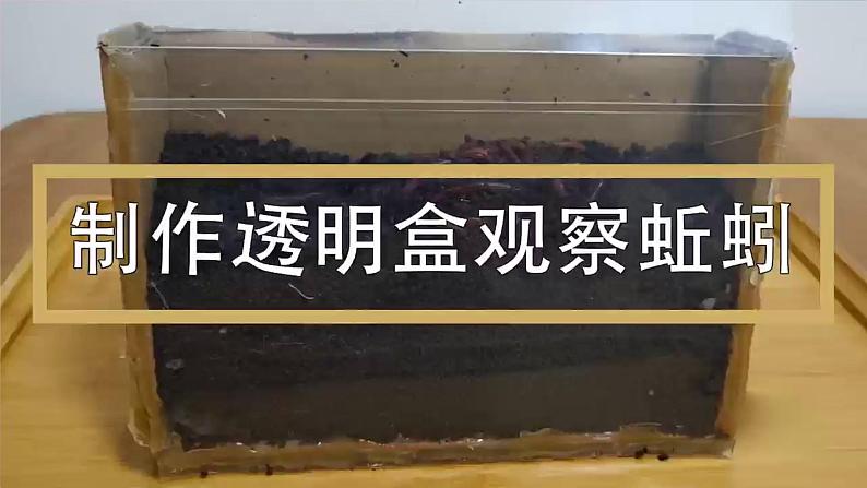 苏教版科学二年级下册 9.寻访土壤中的小动物 课件04