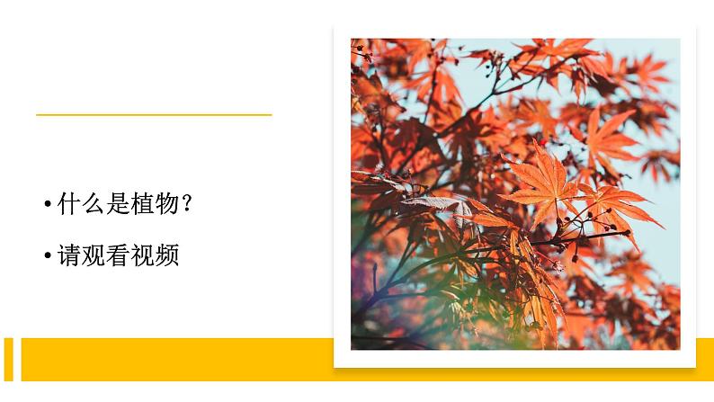 苏教版科学一年级下册 11.多姿多彩的植物 课件第3页