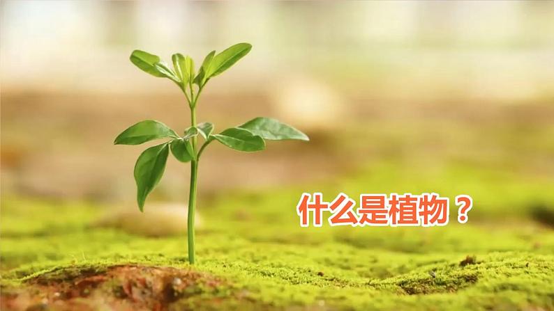 苏教版科学一年级下册 11.多姿多彩的植物 课件第4页