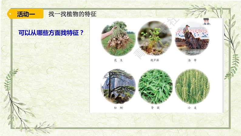 《6给植物分类》（课件）03