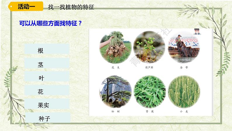 《6给植物分类》（课件）04