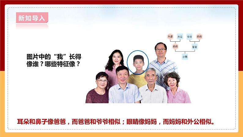 大象版六上科学 4.1《我像谁》课件+教案03