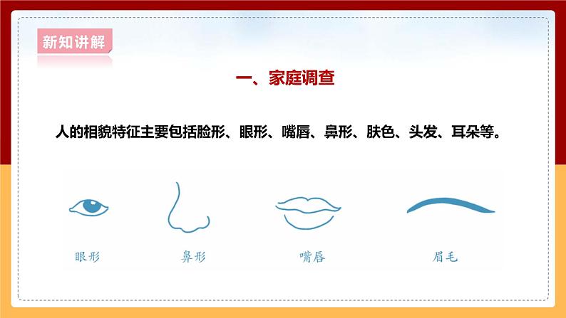 大象版六上科学 4.1《我像谁》课件+教案06